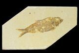 Bargain, Fossil Fish (Knightia) - Wyoming #158998-1
